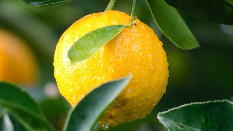 CDMO龙头企业定制流程：揭秘生物制药的“幕后英雄